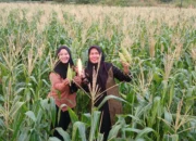 Hj. Ani Pimpinan Redaksi Tukarkatanews.com & PBMS Pangkep Gelar Panen Raya Jagung